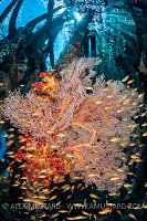 Jetty Life, Indonesia