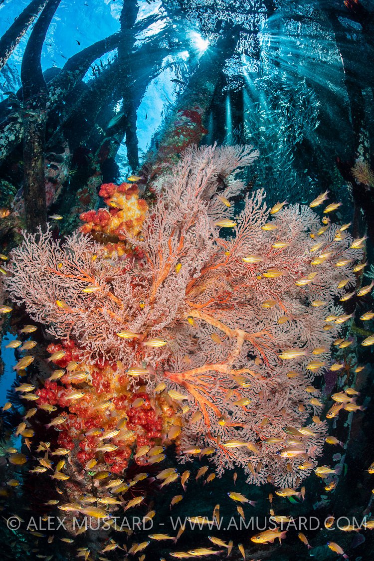 Jetty Life, Indonesia