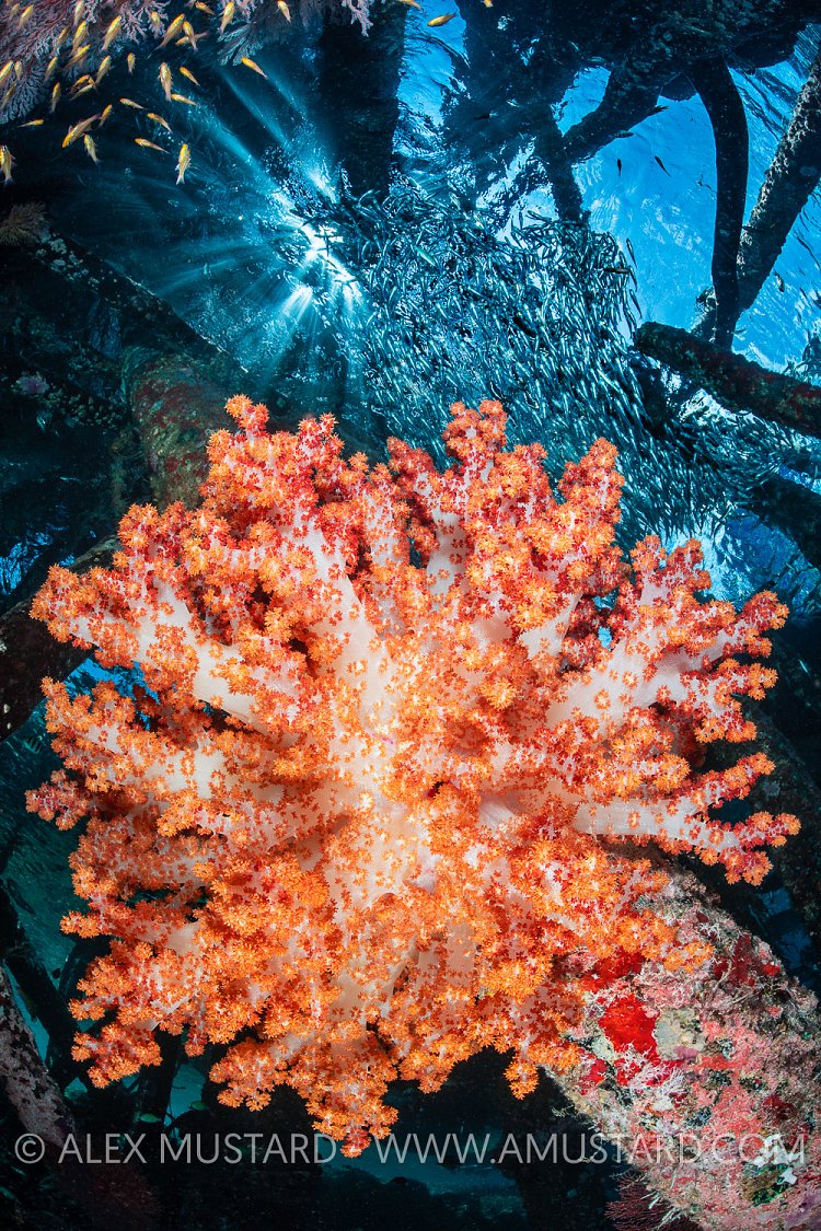Soft Coral, Indonesia