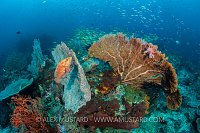 Grouper Ambush, Indonesia