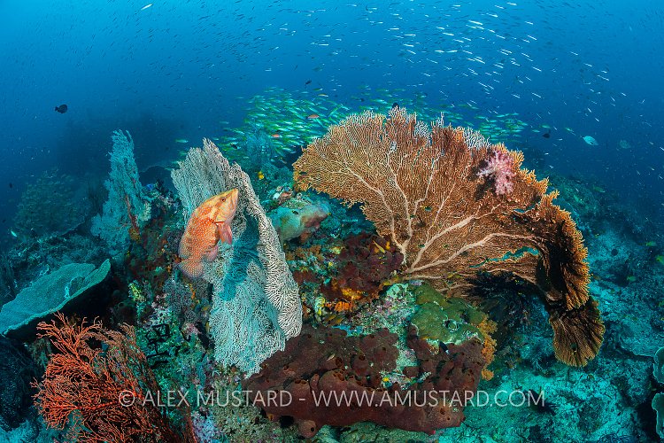 Grouper Ambush, Indonesia