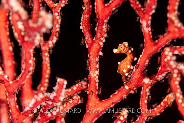 Pygmy Posing, Indonesia
