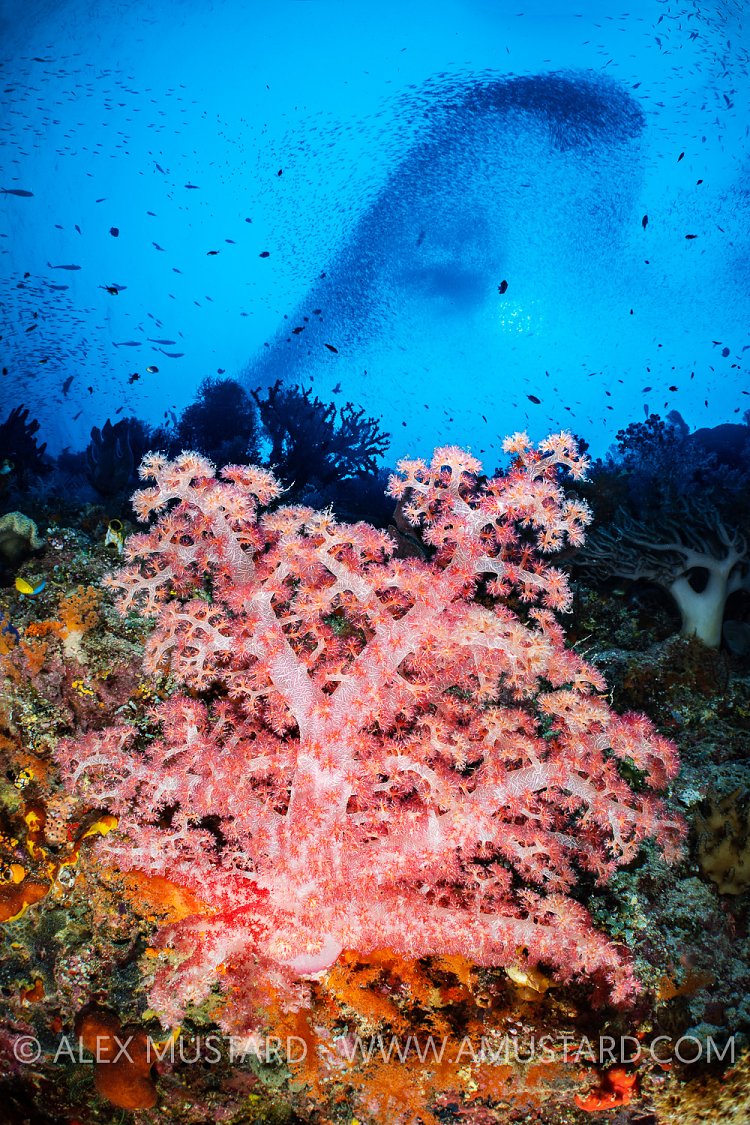 Reef Scene, Indonesia