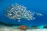Jacks Scratching, Indonesia