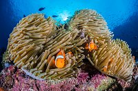 Clownfish Family, Indonesia