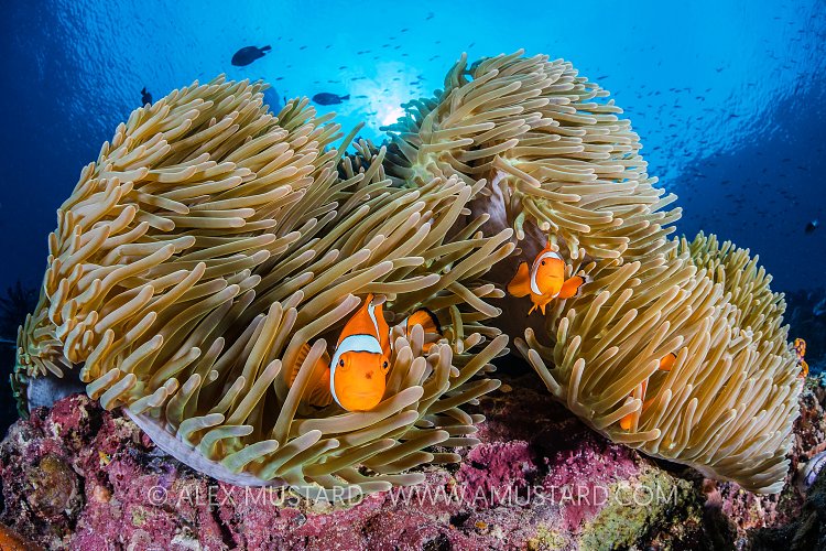 Clownfish Family, Indonesia
