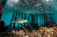 Shark Under Jetty. Indonesia