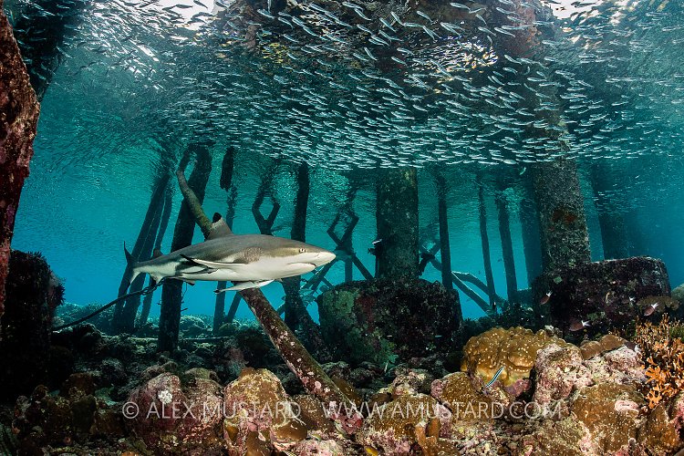 Shark Under Jetty. Indonesia