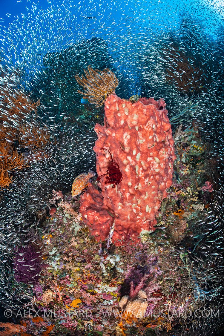 Fishy Reef Scene. Indonesia