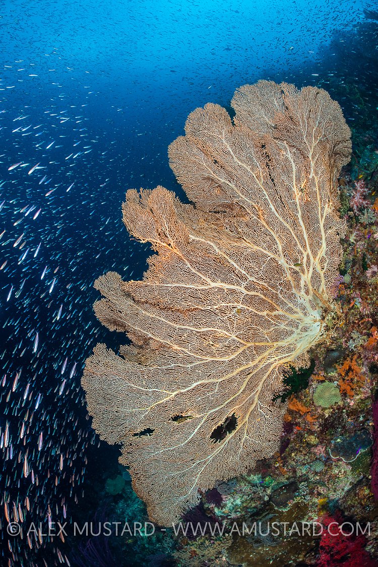 Seafan And School. Indonesia