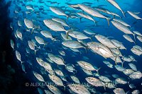 Gang Of Jacks On The Prowl. Indonesia