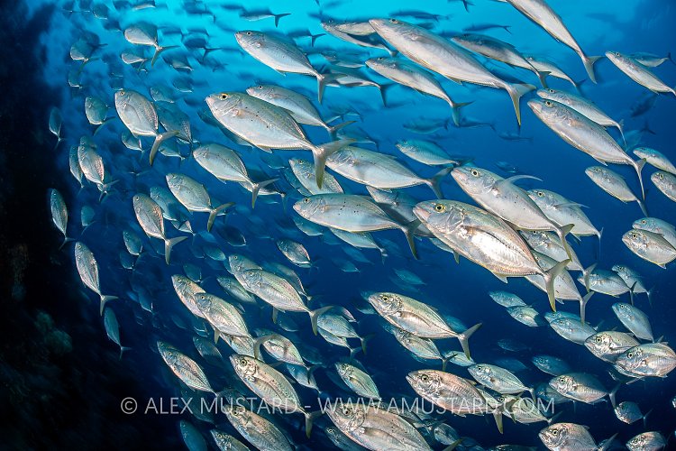Gang Of Jacks On The Prowl. Indonesia