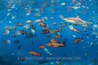 A blacktip reef shark (Carcharhinus melanopterus) swims through schools of fish, including large bohar snappers (Lutjanus bohar). Misool, Raja Ampat, West Papua, Indonesia. Ceram Sea. Tropical West Pacific Ocean.