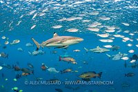 Blacktip Shark. Indonesia