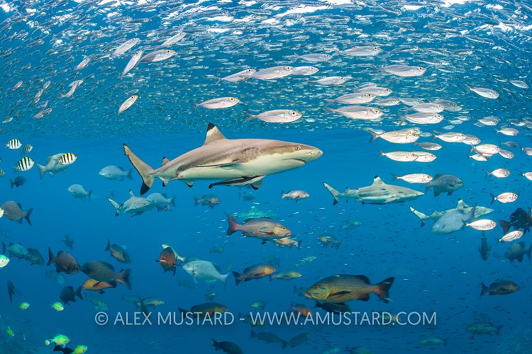 Blacktip Shark. Indonesia