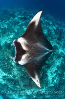 Manta Over Reef. Indonesia