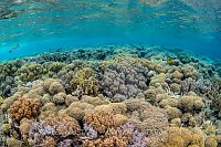 Coral Garden. Indonesia