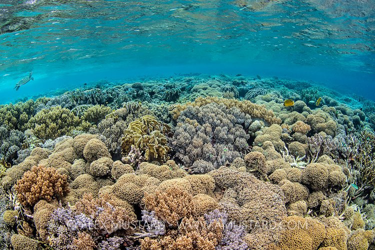 Coral Garden. Indonesia