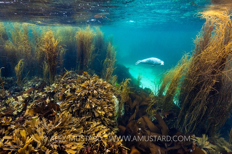Seal In Kelp Forest. UK