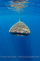 Whale Shark. Sri Lanka