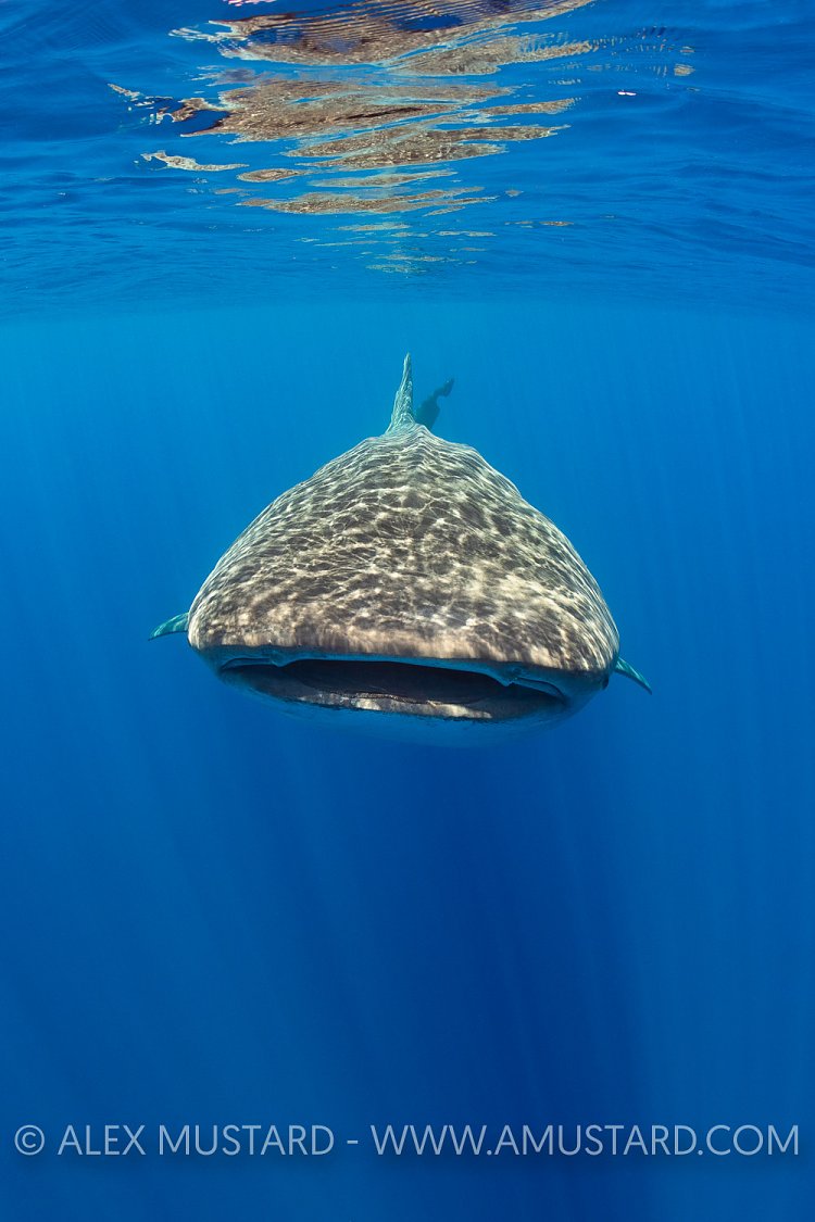 Whale Shark. Sri Lanka