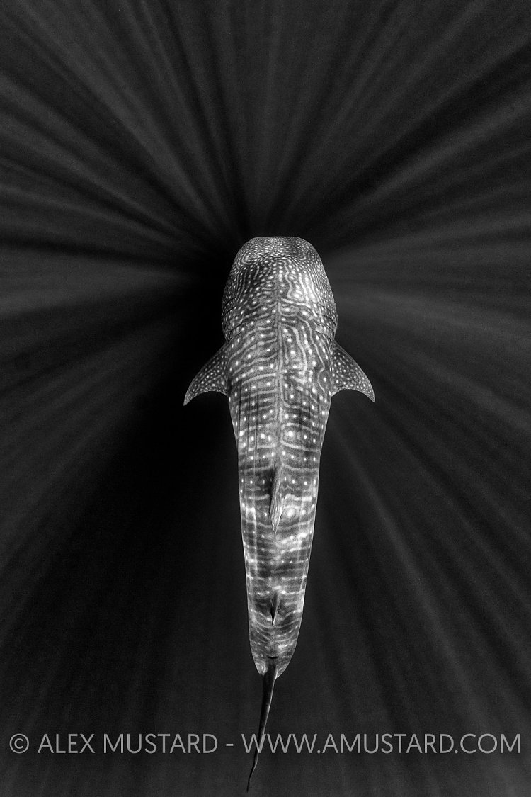 Whale Shark. Sri Lanka