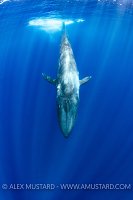 Blue Whale. Sri Lanka