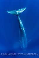 Blue Whale DIve. Sri Lanka