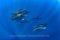 Pod of False Killer Whales. Sri Lanka