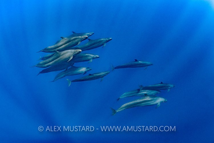 Pod of False Killer Whales. Sri Lanka