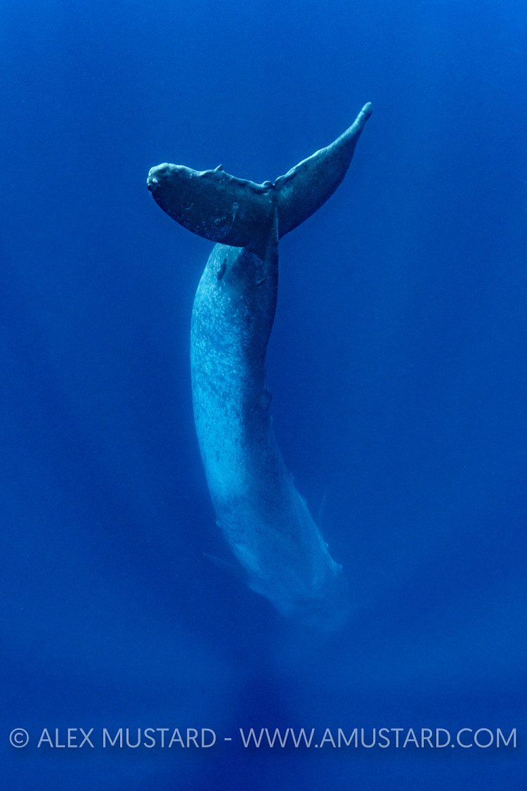 Blue Whale Dive. Sri Lanka