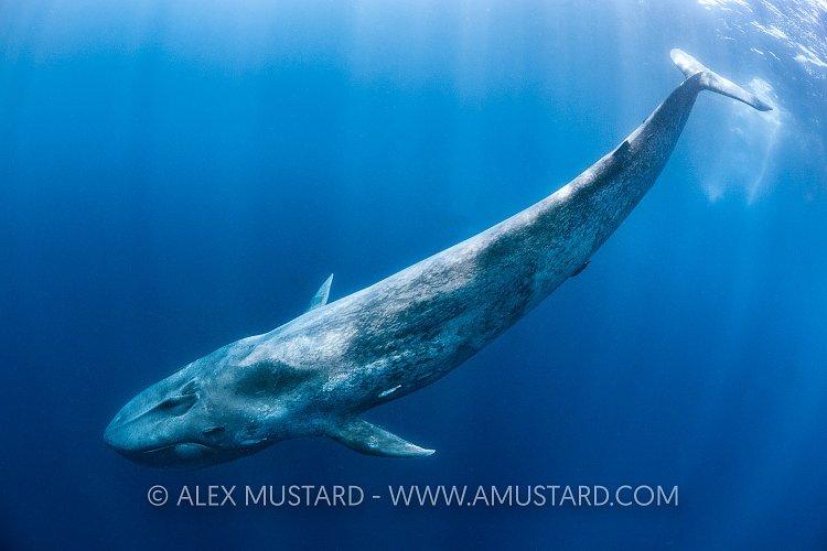 Blue Whale. Sri Lanka