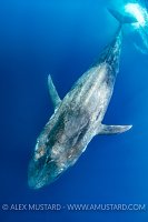 Blue Whale. Sri Lanka