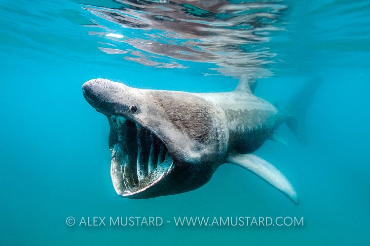 Basking Shark Feeding. UK