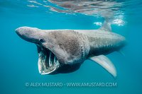 Basking Shark Feeding. UK