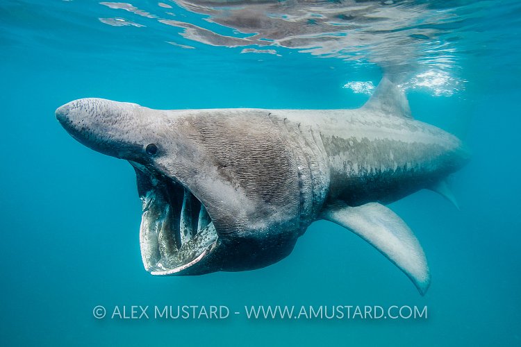 Basking Shark Feeding. UK