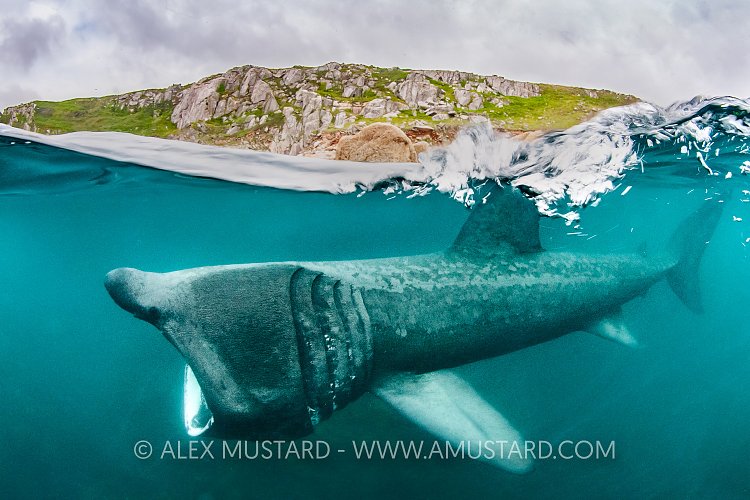 Basking Shark Split. UK