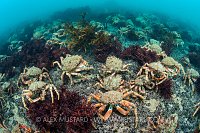 Spider Crab Aggregation. England