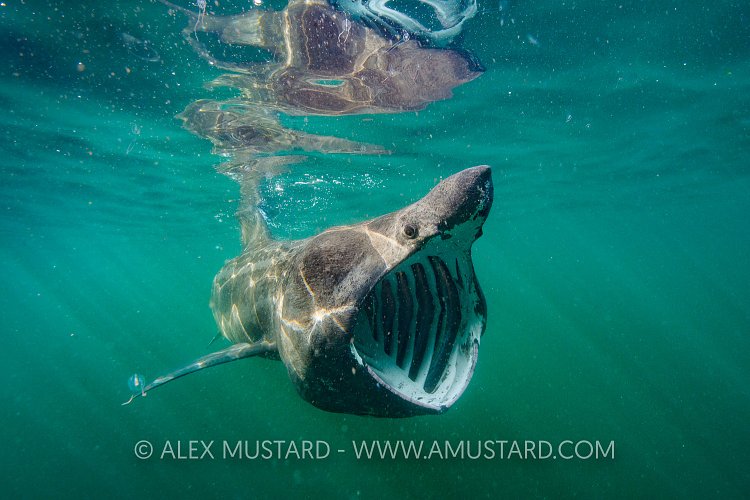 Basking Shark Feeding. Scotland