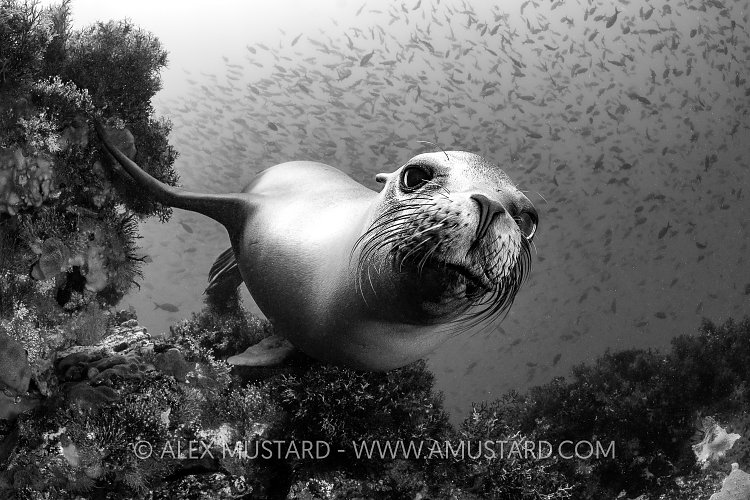 Sea Lion Mono. Galapagos