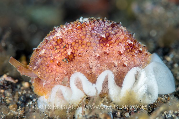 Seaslug Laying Eggs, Indonesia
