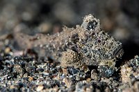 Velvetfish, Indonesia