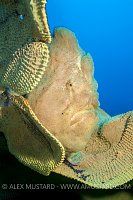 Giant Frogfish, Indonesia