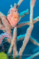 Frogfish On Sponges, Indonesia