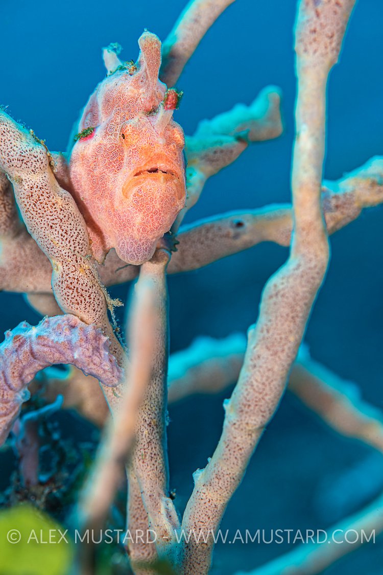 Frogfish On Sponges, Indonesia