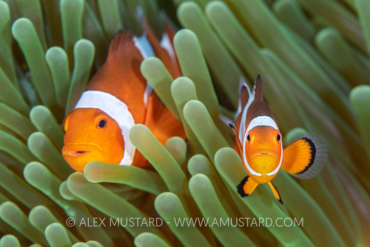 Clownfish Pair, Indonesia