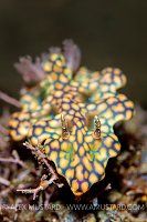 Nudibranch, Indonesia