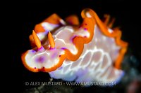 Nudibranch Portrait, Indonesia