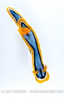 Nudibranch In Studio, Indonesia