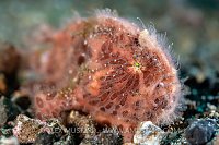 Hairy Frogfish, Indonesia